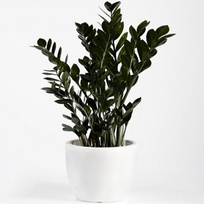 Zamioculcas Raven - Home Office Indoor ZZ Plant, Upright Dark Foliage, Low Maintenance Houseplant (30-40cm Height Including Pot)