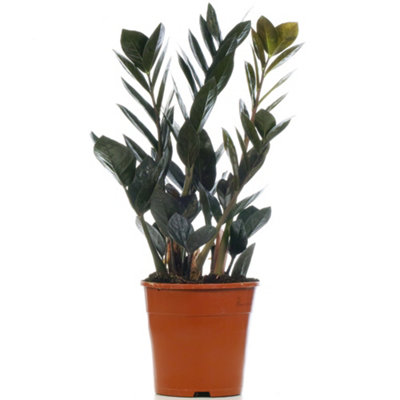 Zamioculcas Raven - Home Office Indoor ZZ Plant, Upright Dark Foliage, Low Maintenance Houseplant (30-40cm Height Including Pot)
