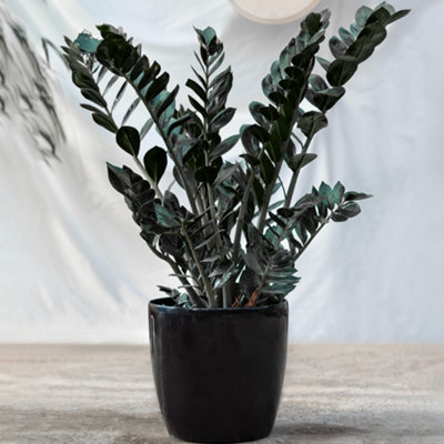 Zamioculcas Raven Houseplant - Ideal Centrepiece Plant with Black Foliage