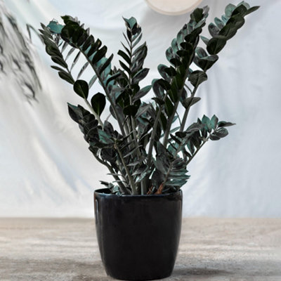 Zamioculcas Raven Houseplant - Ideal Centrepiece Plant with Black Foliage, Air Purifying Indoor ZZ Plant (30-40cm)