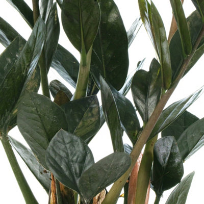 Zamioculcas Raven Houseplant - Ideal Centrepiece Plant with Black Foliage, Air Purifying Indoor ZZ Plant (30-40cm)