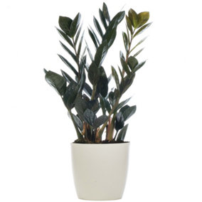 Zamioculcas Raven - Indoor House Plant for Home Office, Kitchen, Living Room - Potted Houseplant (30-40cm Height Including Pot)
