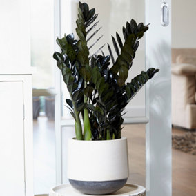Zamioculcas Raven - Indoor ZZ Plant, Houseplant in 14cm Pot, Ideal for Home Office Kitchen, Upright Black Foliage (30-40cm)