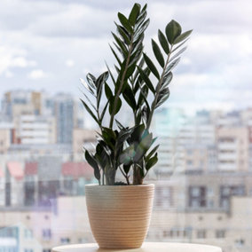 Zamioculcas Raven ZZ Plant - Indoor Plant for Home, Office, Evergreen Air Purifier for UK Homes (30-40cm Height Including Pot)