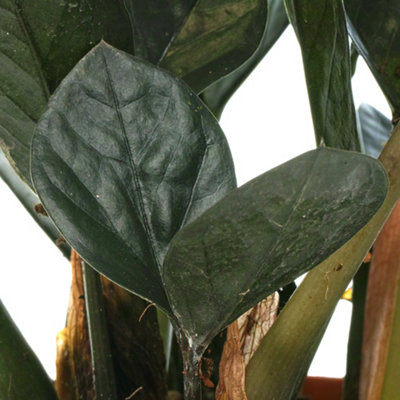 Zamioculcas Raven ZZ Plant - Indoor Plant for Home - 4