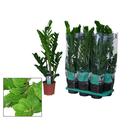 Zamioculcas Zamiifolia, 17cm Pot Size, 80cm Tall, ZZ plant, Indoor  Houseplant