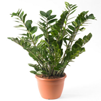 Zamioculcas Zamiifolia - Dark Green Foliage, Indoor Fern Arum Plant in 13cm Pot, Low Maintenance (30-40cm Height Including Pot)