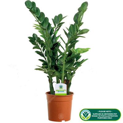 Zamioculcas Zamiifolia - Evergreen Air Purifier for UK Homes