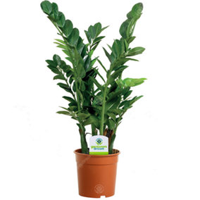 Zamioculcas Zamiifolia Fern Arum - Potted Houseplant for UK Homes, Air Purifer with Dark Green Foliage, Easy Care (30-40cm)