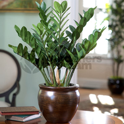 Zamioculcas Zamiifolia Fern Arum - Potted Houseplant for UK Homes