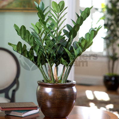 Zamioculcas Zamiifolia Fern Arum - Potted Houseplant for UK Homes, Air Purifer with Dark Green Foliage, Easy Care (30-40cm)