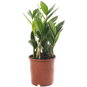 Zamioculcas Zamiifolia - Indoor House Plant for Home Office, Kitchen, Living Room - Potted Houseplant (30-40cm)