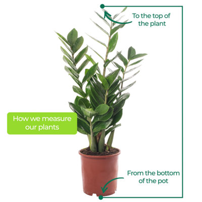 Zamioculcas Zamiifolia - Indoor House Plant for Home Office, Kitchen, Living Room - Potted Houseplant (30-40cm)