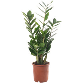 Zamioculcas Zamiifolia - Indoor House Plant for Home Office, Kitchen, Living Room - Potted Houseplant (60-70cm)