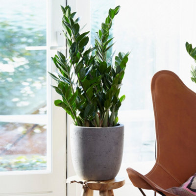 Zamioculcas Zamiifolia - Indoor House Plant for Home Office