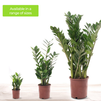 Zamioculcas Zamiifolia - Indoor House Plant for Home Office - 5