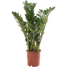 Zamioculcas Zamiifolia - Indoor House Plant for Home Office, Kitchen, Living Room - Potted Houseplant (80-90cm)
