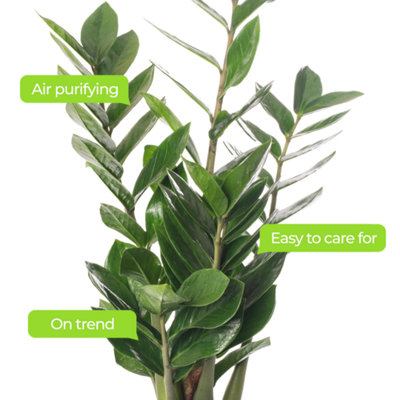Zamioculcas Zamiifolia - Indoor House Plant for Home Office - 3
