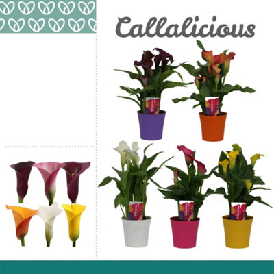 Zant Mixed 4+ Ompot Linge, 510cm Pot Size, 40cm Tall, Calla Lily ...