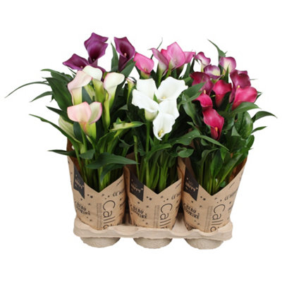 Zant Mixed 5+ Kraft Hoes, 13cm Pot Size, 40cm Tall, Calla Lily ...