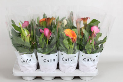 zant-mixed-castle-2-13cm-pot-