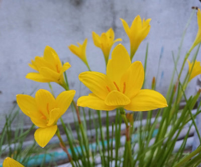 Zephyranthes grandiflora 'Yellow' - 2x Plants and 2x Pots & Compost ...