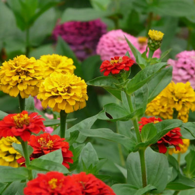 ZINNIA DAHLIA FLOWERED MIX - Zinnia elegans - GIANT - LONG FLOWERING  200 Seeds