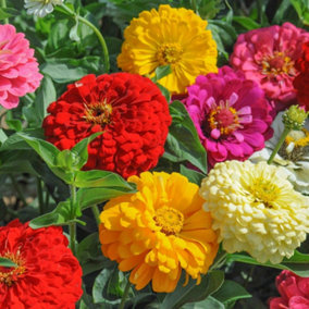 Zinnia Dahlia Flowered Mixed 1 Seed Packet