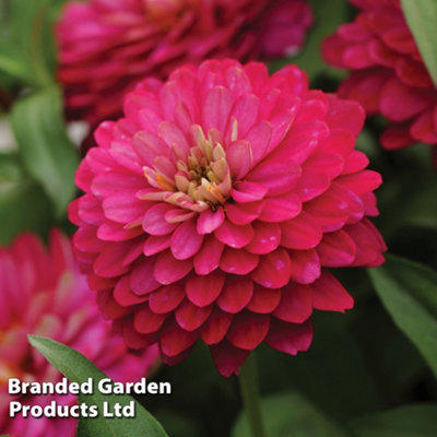 Zinnia Double Zahara Strawberry 15 Garden Ready Plants
