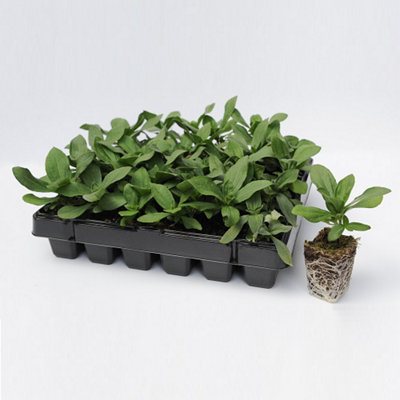 Zinnia Double Zahara Strawberry 15 Garden Ready Plants