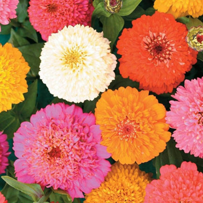 Zinnia Elegans Candy Cane Mixed 1 Seed Packet (100 Seeds)