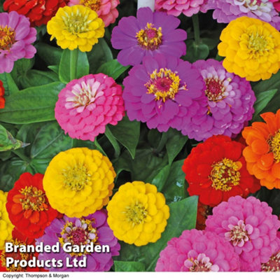 Zinnia Elegans Giant Double Mixed 1 Seed Packet (60 Seeds)