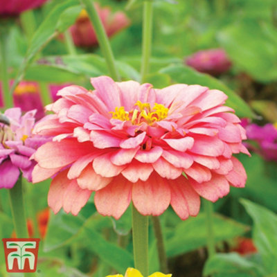 Zinnia Elegans Giant Double Mixed 1 Seed Packet (60 Seeds) - 3