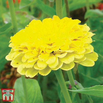 Zinnia Elegans Giant Double Mixed 1 Seed Packet (60 Seeds) - 4