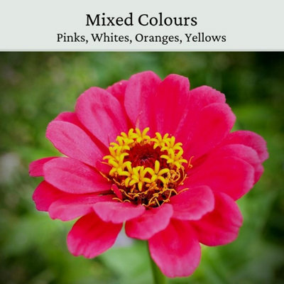 Zinnia Elegans Seeds Mixed Colour 20g