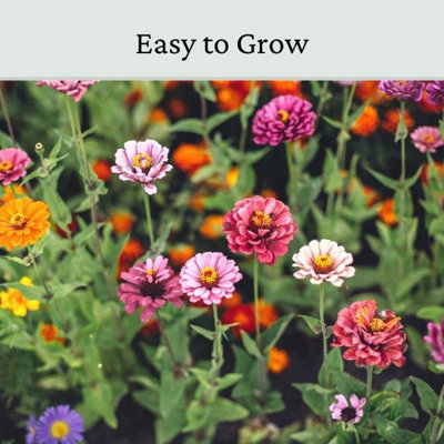 Zinnia Elegans Seeds Mixed Colour 20g - 3