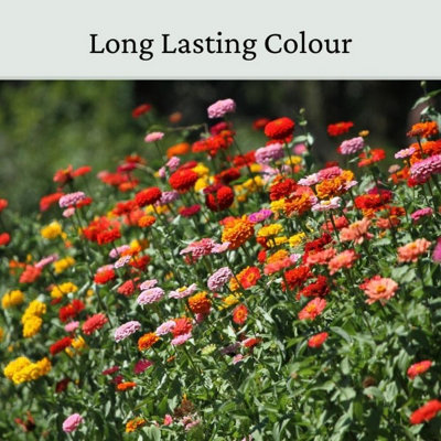 Zinnia Elegans Seeds Mixed Colour 20g - 4