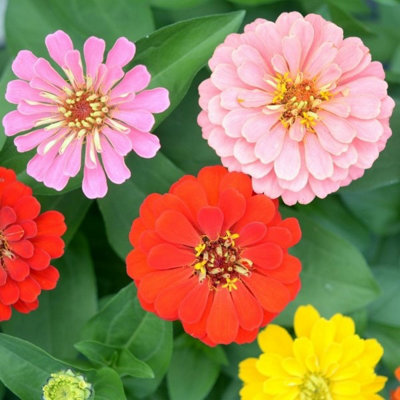 Zinnia Elegans Seeds Mixed Colour 20g - 6