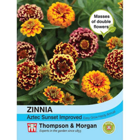 Zinnia haageana Aztec Sunset 1 Packet (20 Seeds)
