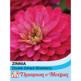 Zinnia marylandica Double Zahara Strawberry 1 Seed Packet (12 Seeds)