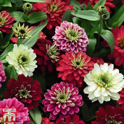 Zinnia marylandica Zahara Double Berries Mix 1 Packet (20 Seeds)