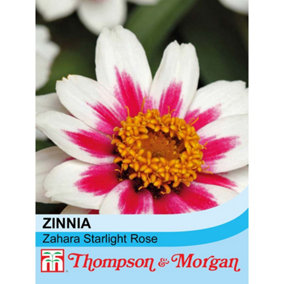 Zinnia Marylandica Zahara Starlight Rose 1 Seed Packet (15 Seeds)
