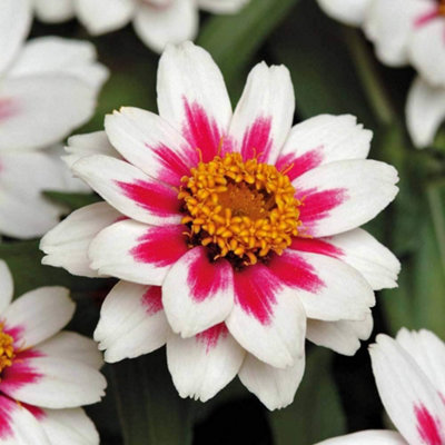 Zinnia Marylandica Zahara Starlight Rose 1 Seed Packet (15 Seeds)