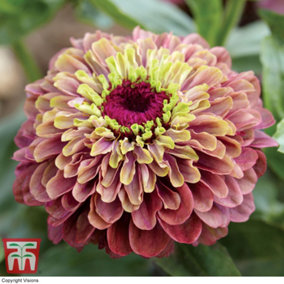 Zinnia Queeny Lime Red 1 Seed Packet (20 Seeds)