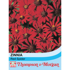 Zinnia Red Spider 1 Packet (50 Seeds)