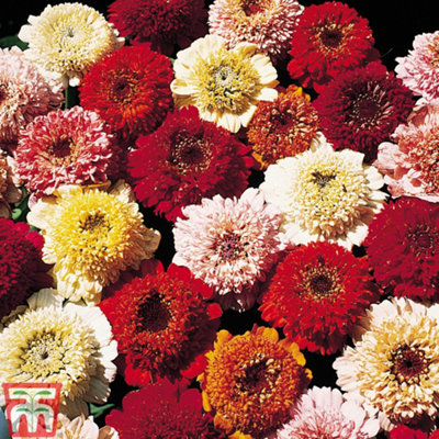 Zinnia Scabious Flowered 1 Packet (200 Seeds)